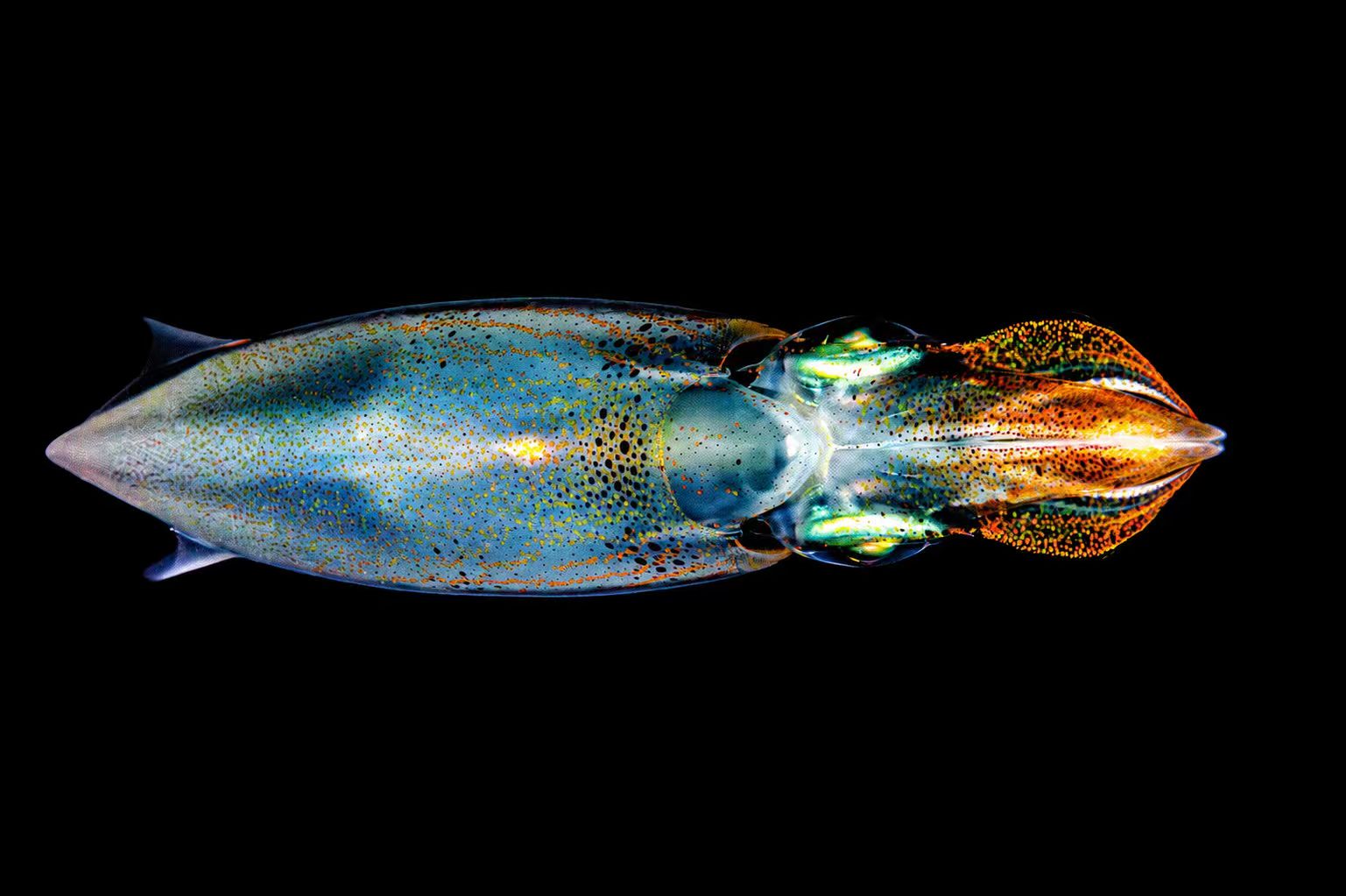 SquidFish Flip Jig [Pre-Order]