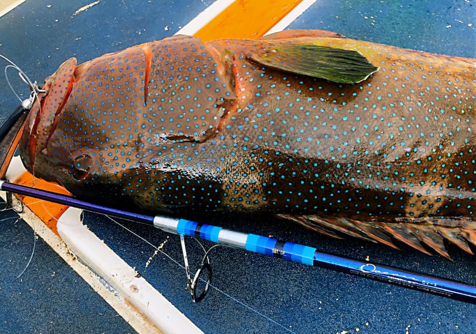 Ocean-GT Popping Rods
